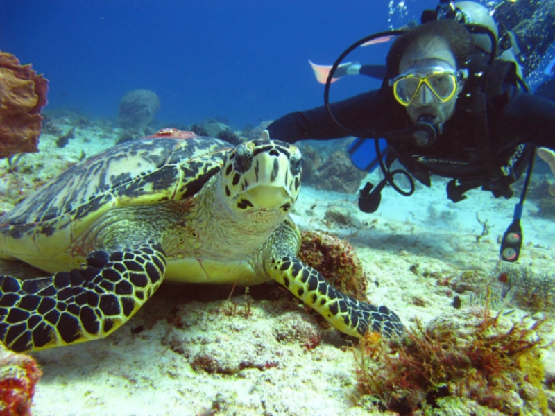 scuba diving playa del carmen tortugas